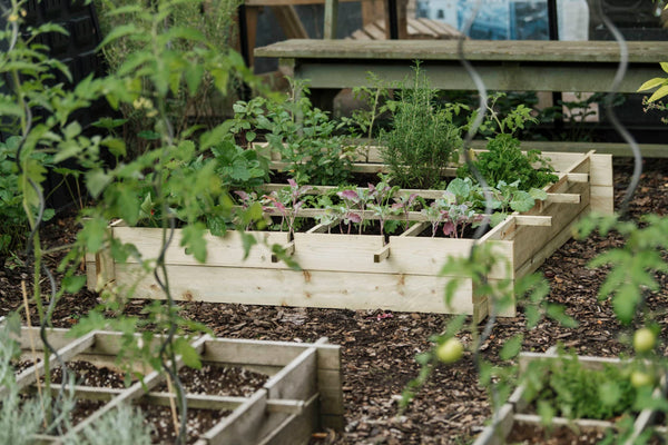 Kweekbak Wild Celery grenen geïmpregneerd groen