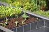 Seed tray 37,5 x 23 x 6 cm – set a 12