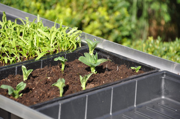 Seed tray 37,5 x 23 x 6 cm – set a 12