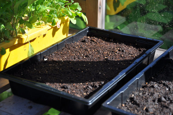 Seed tray 37,5 x 23 x 6 cm – set a 12