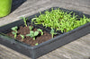 Seed tray 37,5 x 23 x 6 cm – set a 12