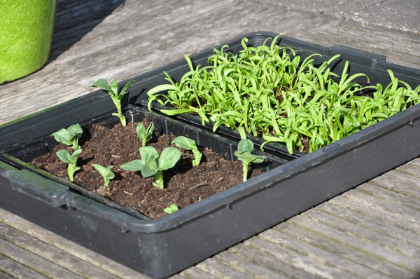 Seed tray 37,5 x 23 x 6 cm – set a 12