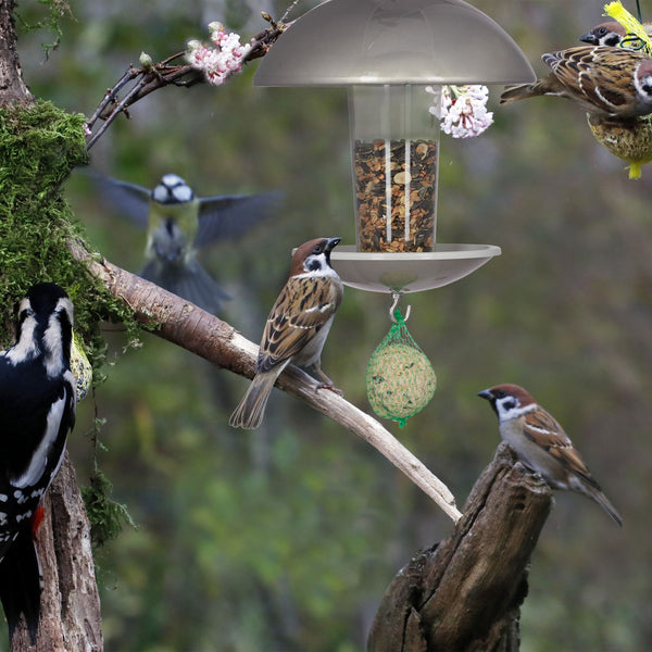 Bird feeder with pole