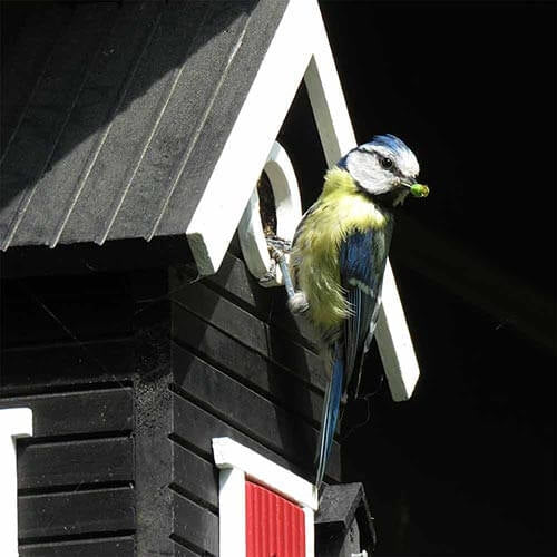 Multiholk Black Cottage birdhouse/feeder