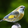 Vogelbeeldje Groenling – Handgesneden Houten Decoratievogel | DecoBird Wildlife Garden