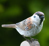 DecoBird - Haussperling