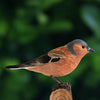 Vogelbeeldje Vink – Handgesneden Houten Decoratievogel | DecoBird Wildlife Garden