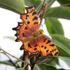 DecoButterfly - Gebrochene Aurelia