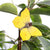 DecoButterfly - Lemon Butterfly