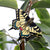 DecoButterfly - Queen Page