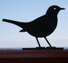 Silhouette - Amsel