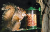 Squirrel feeding house metal green