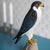 Figurine d'oiseau en bois Faucon pèlerin grandeur nature - sculptée à la main | DecoBird