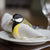 Napkin ring Great tit