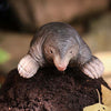 DecoBird - European Mole