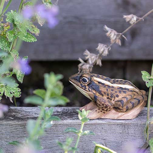 DecoBird - moor frog