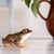 DecoBird - moor frog