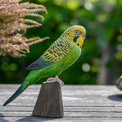 DecoBird - Budgerigar