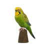 DecoBird - Budgerigar