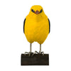 DecoBird Golden Oriole