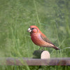 DecoBird Small Crossbill