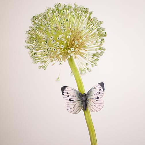 Magnet Butterfly Large White