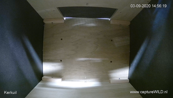 CaptureWILD - Schleiereule