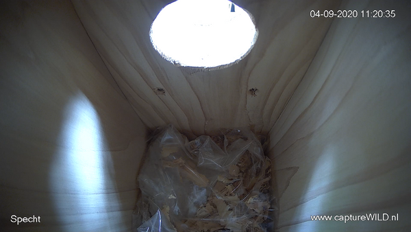 CaptureWILD - Woodpecker