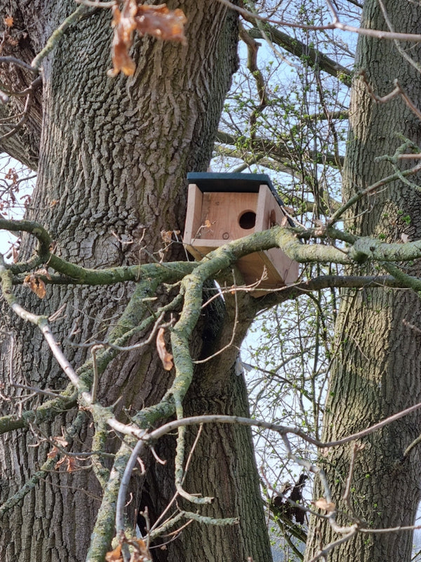 CaptureWILD - Little Owl
