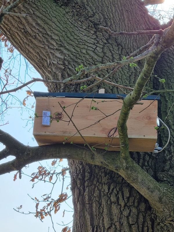 CaptureWILD - Little Owl