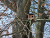CaptureWILD - Steenuil
