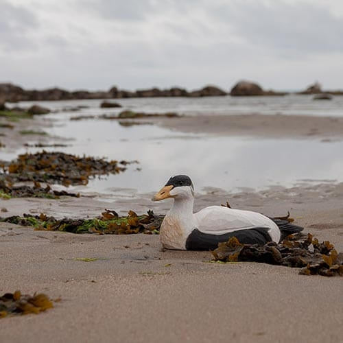 DecoBird - Eider Goose