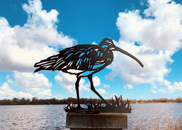 Birdwise - Brachvogel