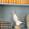DecoBird - Wood Pigeon