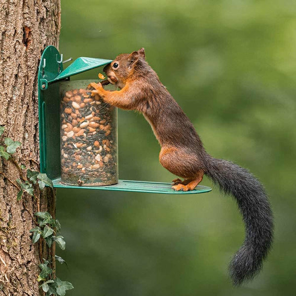 Squirrel feeding house metal green
