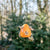 Fiesta Nester Orange