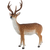 Standing sika deer L