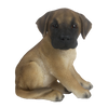 Sitting great dane puppy