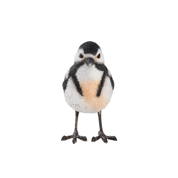 Great spotted woodpecker