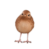 Winterkönig