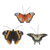 Schmetterling S