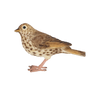Zanglijster