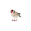 Goldfinch