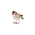 Goldfinch