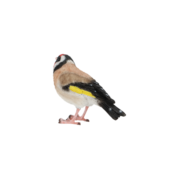 Goldfinch