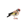 Goldfinch