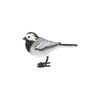 Witte kwikstaart