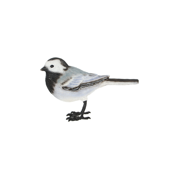 Witte kwikstaart