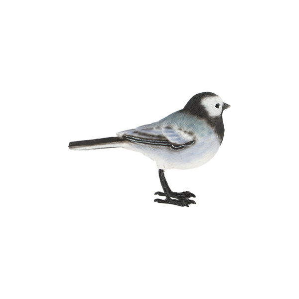 Witte kwikstaart