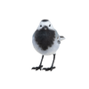 Witte kwikstaart